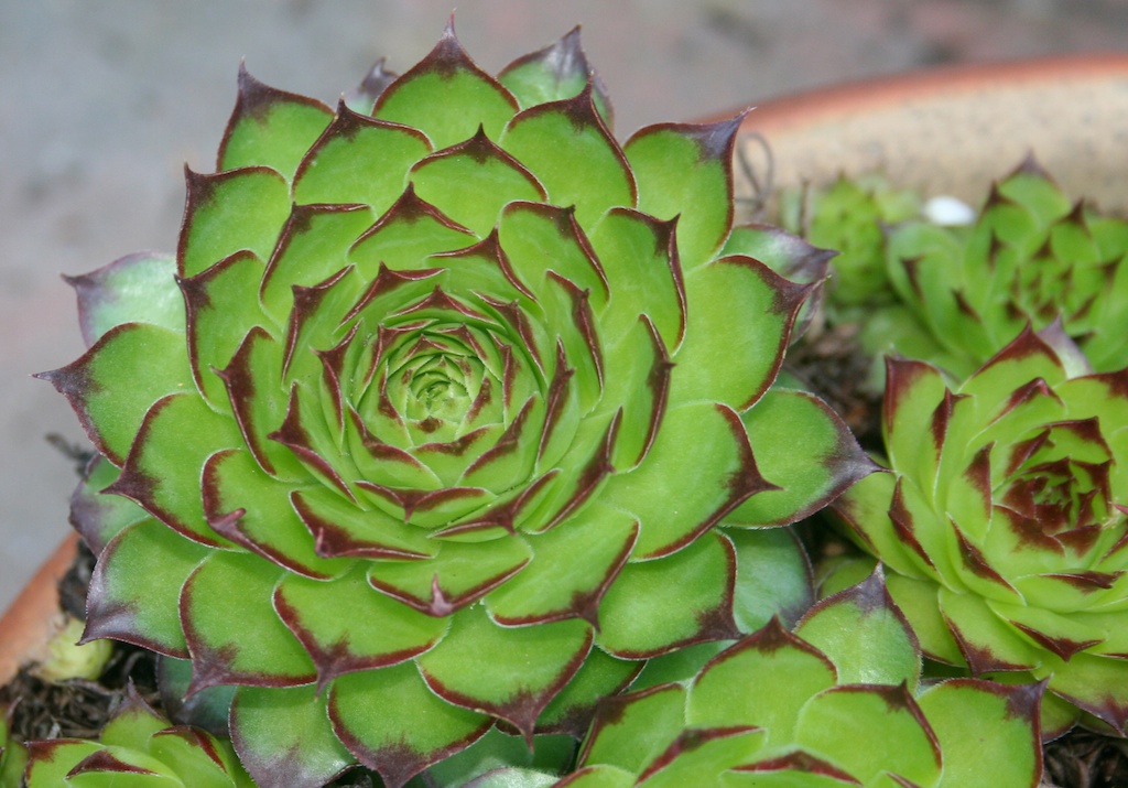 Houseleek